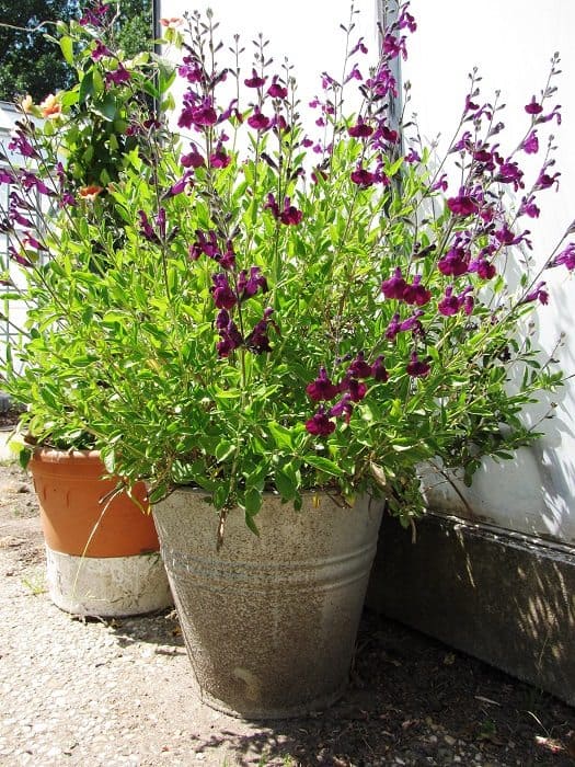 verzameling beet Uitdaging Bloemen in potten - Diana's mooie moestuin