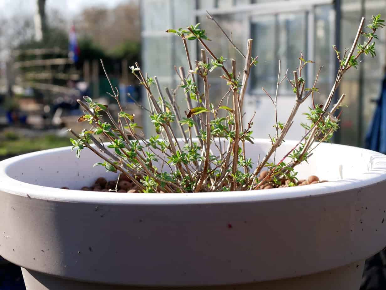 Salvia terug geknipt en loopt weer uit