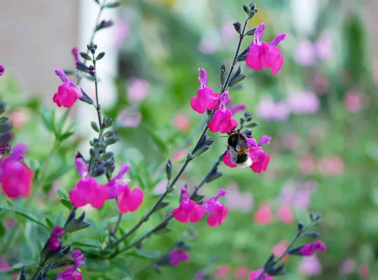 Pruning salvia microphylla