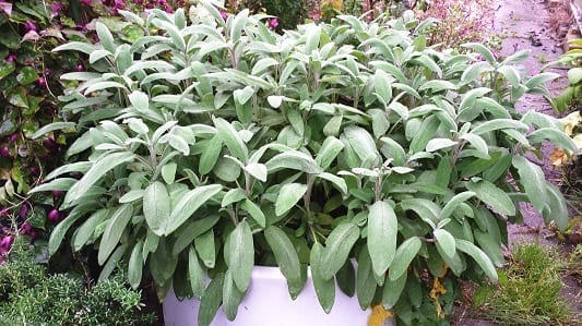 Salvia officinalis in pot
