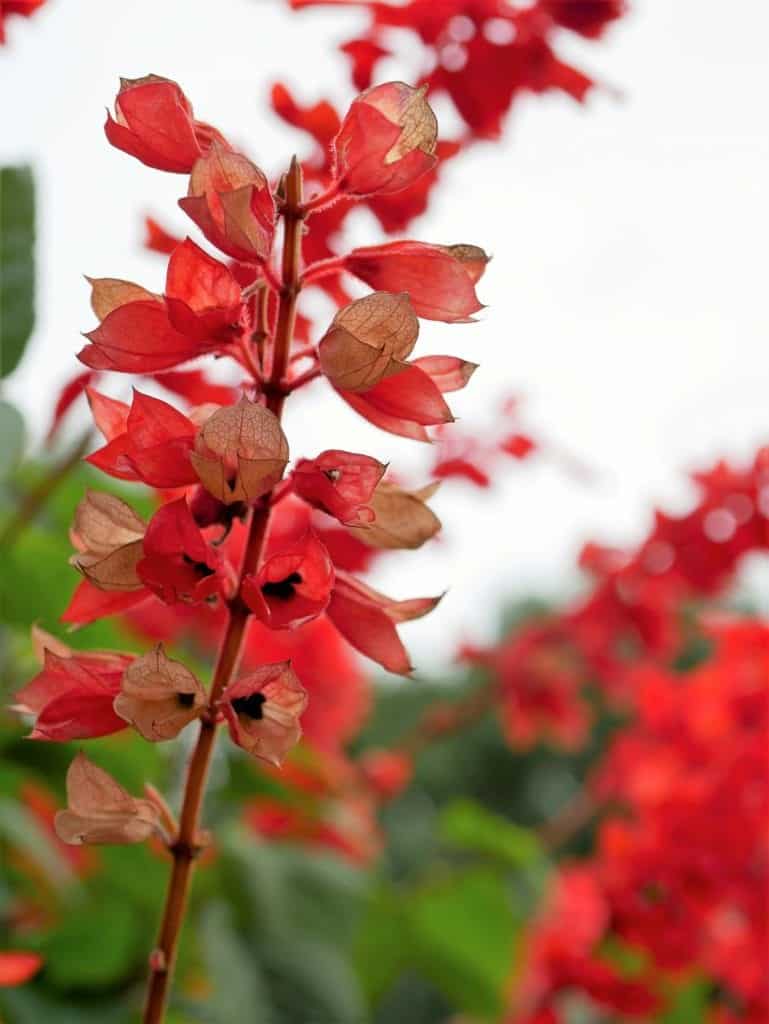 Salvia splendens Giant Form zaden