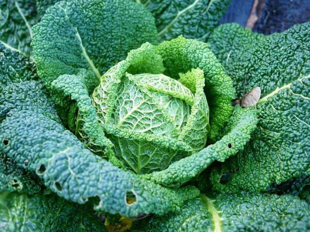 Farfalle met savooiekool - Diana's mooie moestuin