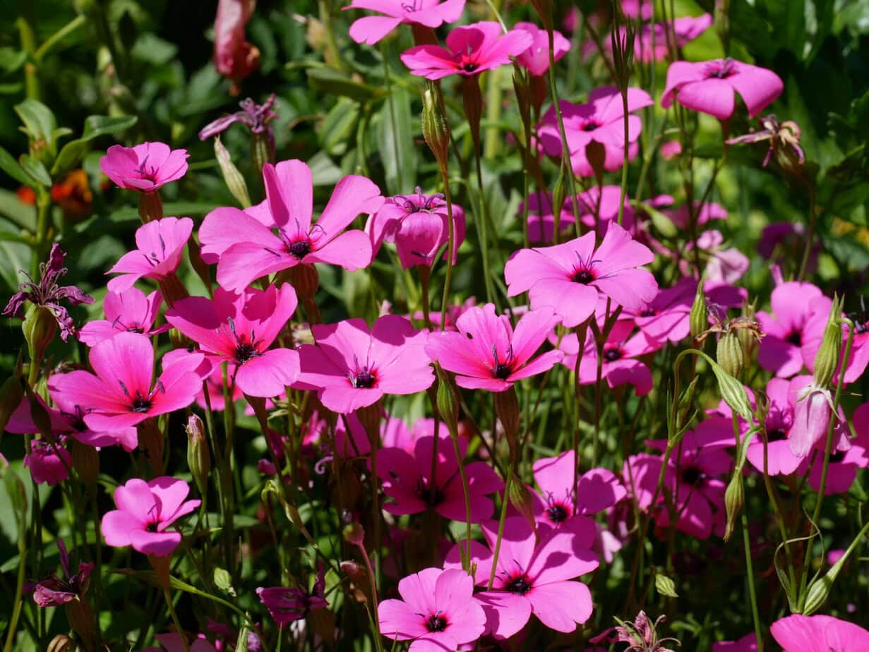 Silene coeli-rosa