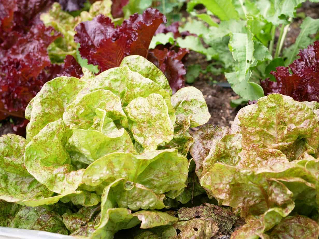Kropsla - Diana's moestuin