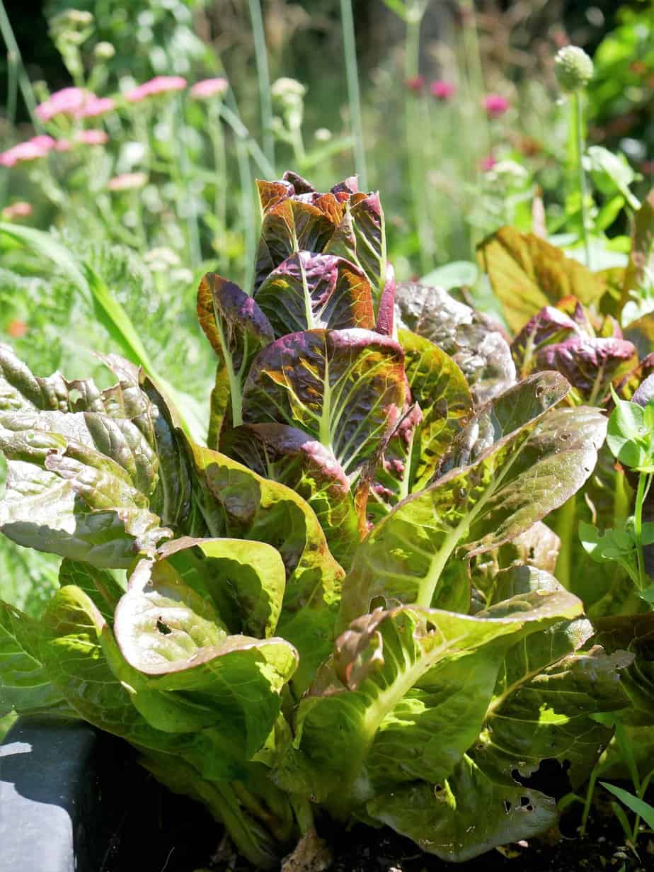 Nog Meer Sla Diana s Mooie Moestuin nog-meer-sla-diana-s-mooie-moestuin