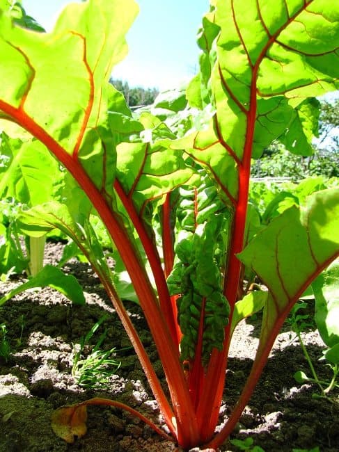 Snijbiet rood