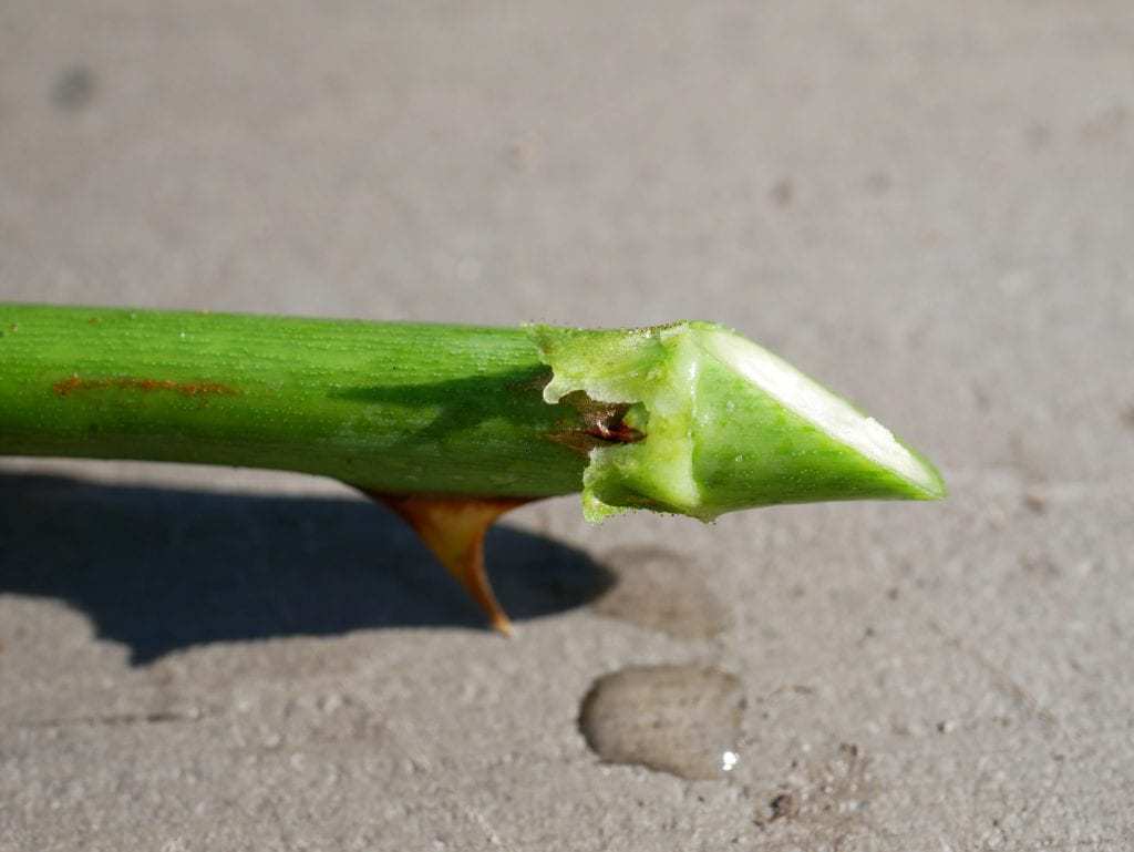 terwijl vrek Benodigdheden Rozen stekken - Diana's mooie moestuin