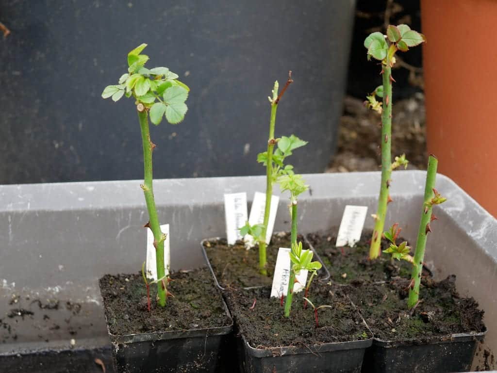 terwijl vrek Benodigdheden Rozen stekken - Diana's mooie moestuin