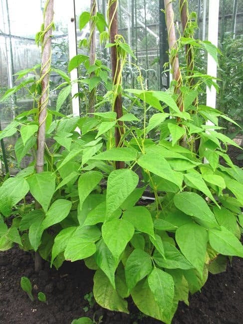 Boontjes - Diana's mooie moestuin Boontjes - Diana'S Mooie Moestuin