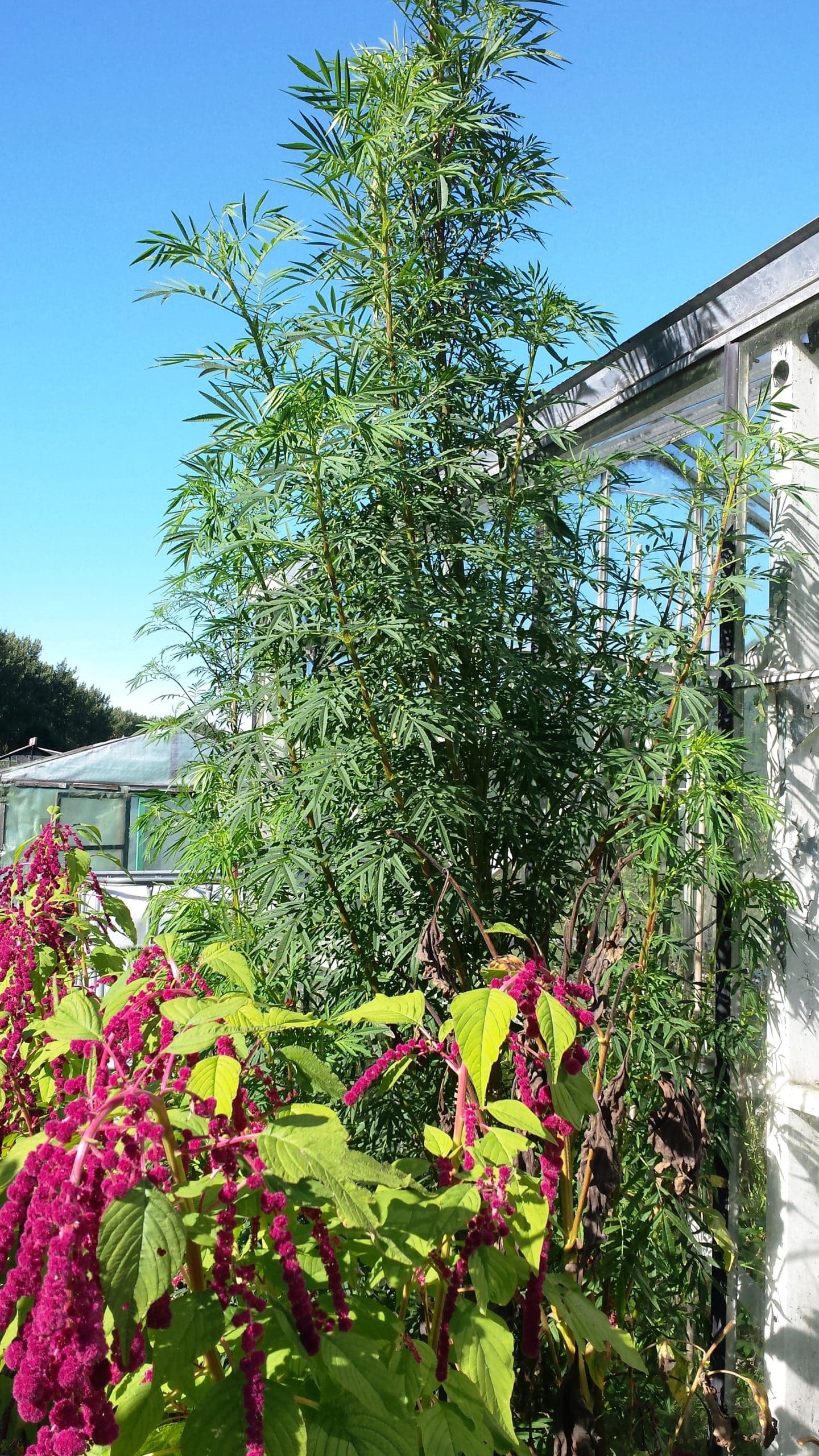 Tagetes minuta