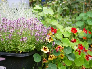 Thymus pulegioides en Tropaeolum