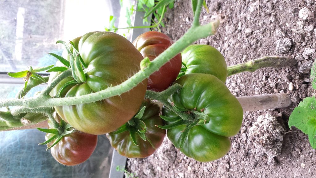 Amazon Chocolate Diana's mooie moestuin