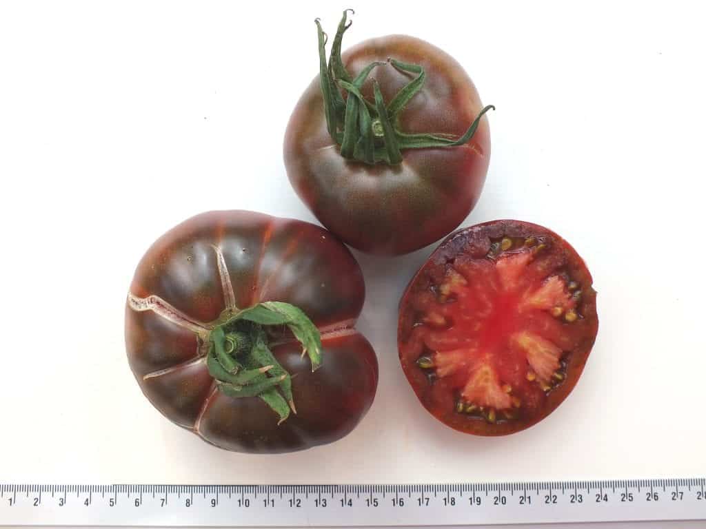 Amazon Chocolate - Diana's mooie moestuin