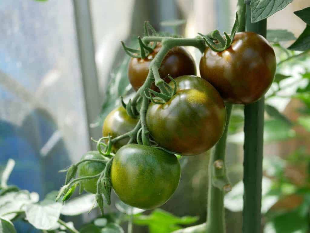 Nog meer tomaten en bewaren