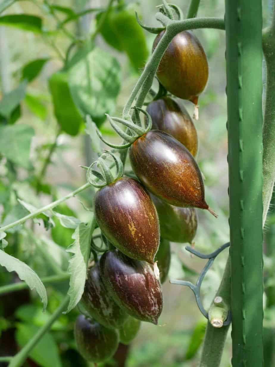 Brad's Atomic Grape Diana's mooie moestuin