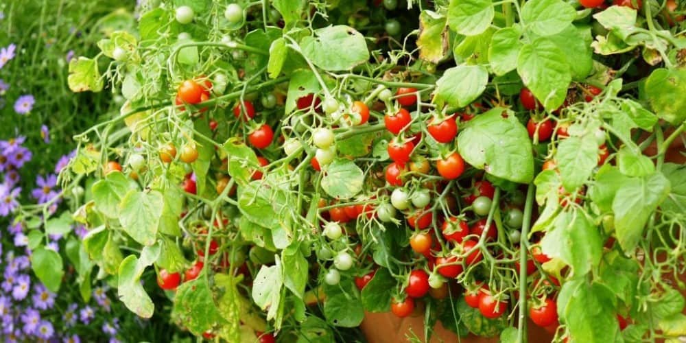 ketting Hangen werkplaats Groenten in potten (en bakken) - Diana's mooie moestuin