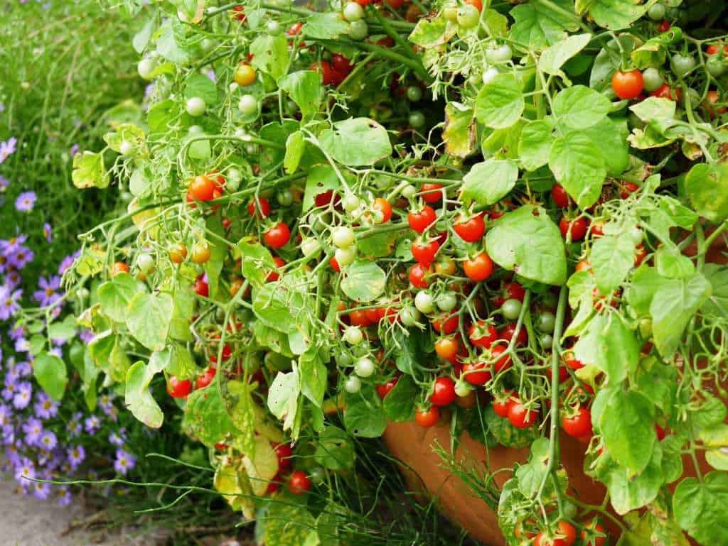 Tomaat Cherry Cascade in pot