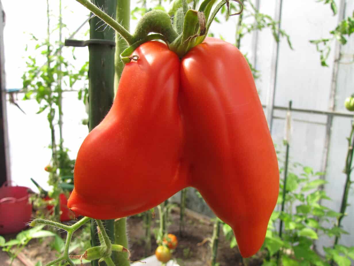 Tomaat Cornue des Andes tweeling