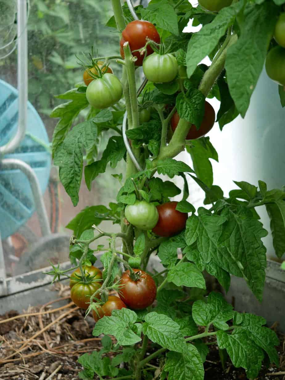 Dwarf Copperhead Diana's mooie moestuin