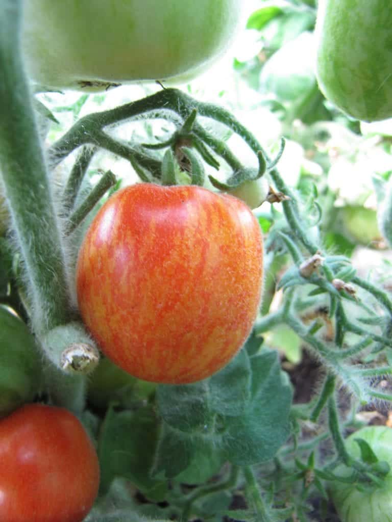 compromis ring Lach Fuzzy Baby - Diana's mooie moestuin