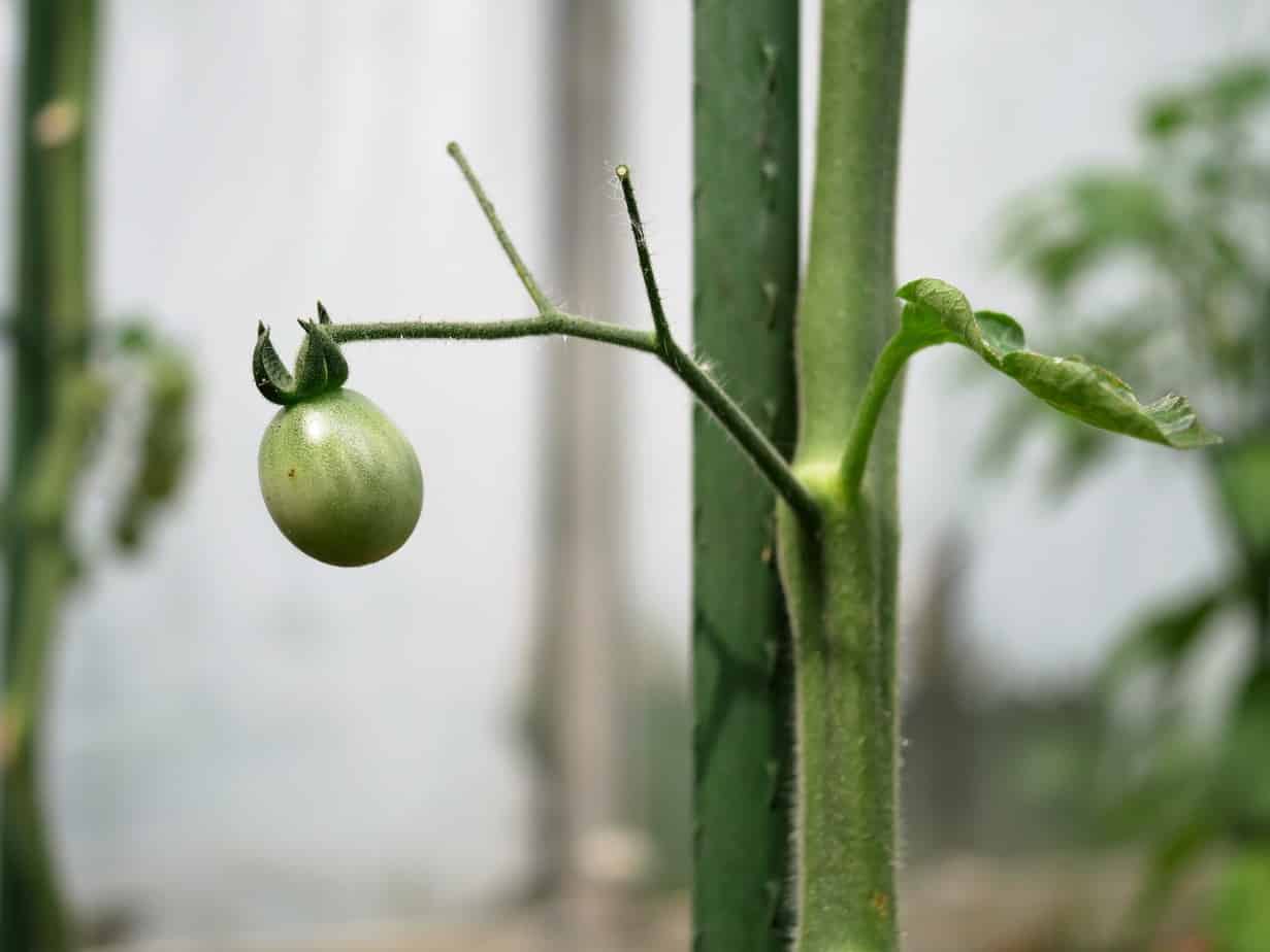 Tomaat Gaja de Melon 1 tomaatje
