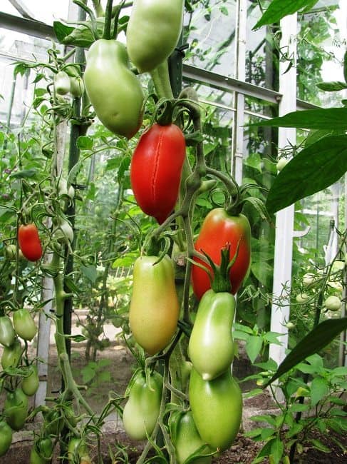 Tomaten Teeltzorgen Diana S Mooie Moestuin