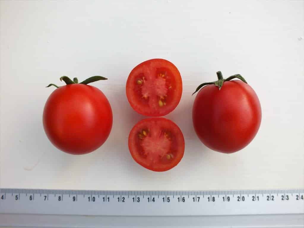 Maskotka - Diana's mooie moestuin