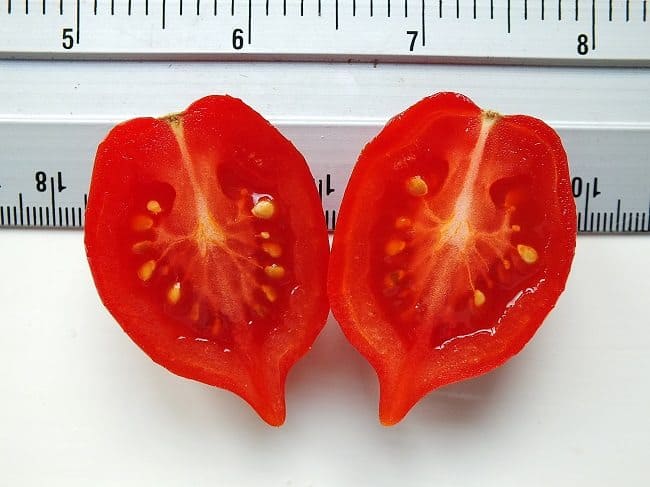 tomaat-mount-vesuvius-doorsnede-goed