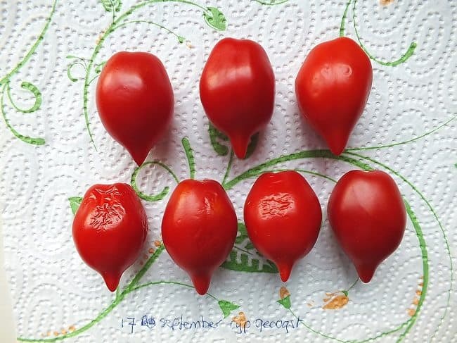 tomaat-mount-vesuvius-na-70-dagen