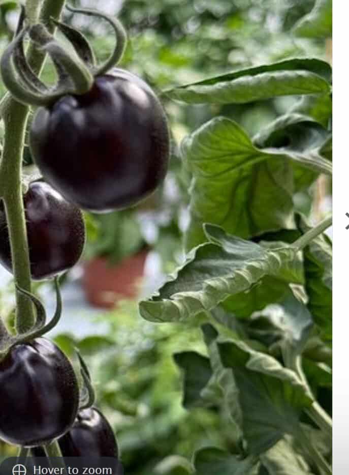 Tomaat Nightshade blad