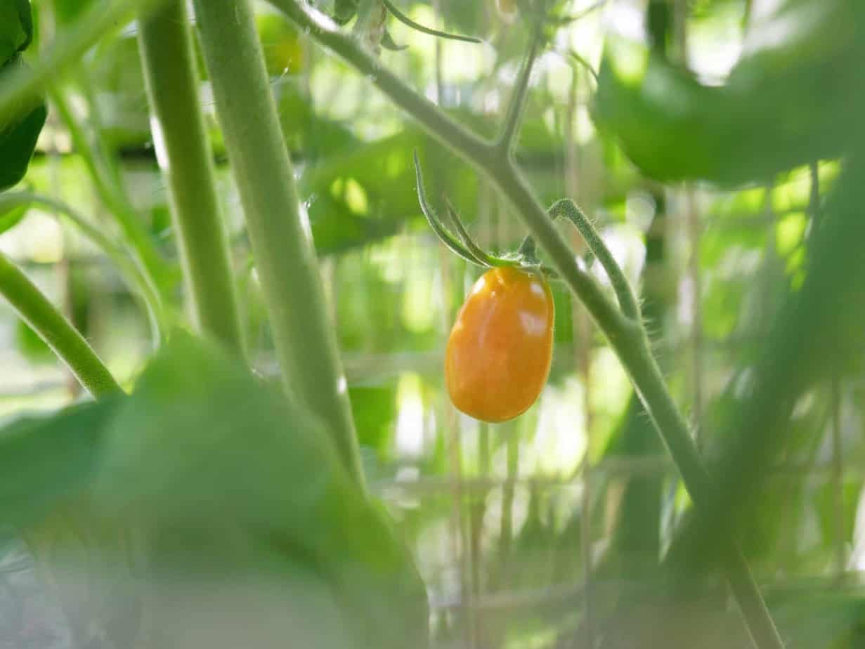 Tomaten in 2020