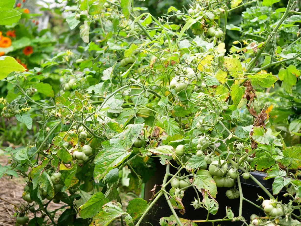 Phytophthora in tomatenplanten bestrijden