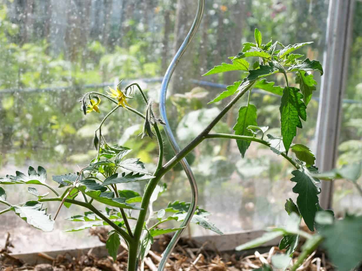 Gefermenteerde plantenvoeding en tomaten