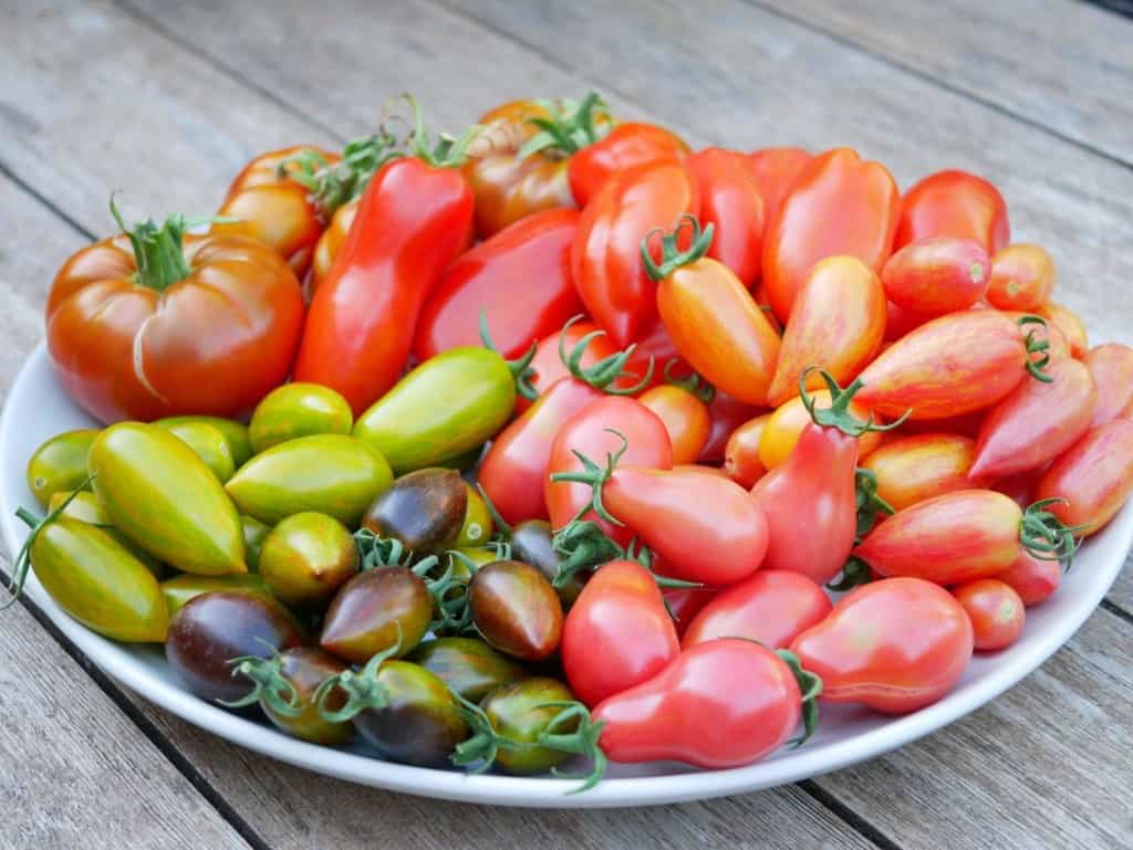 Tomaat Diana's mooie moestuin