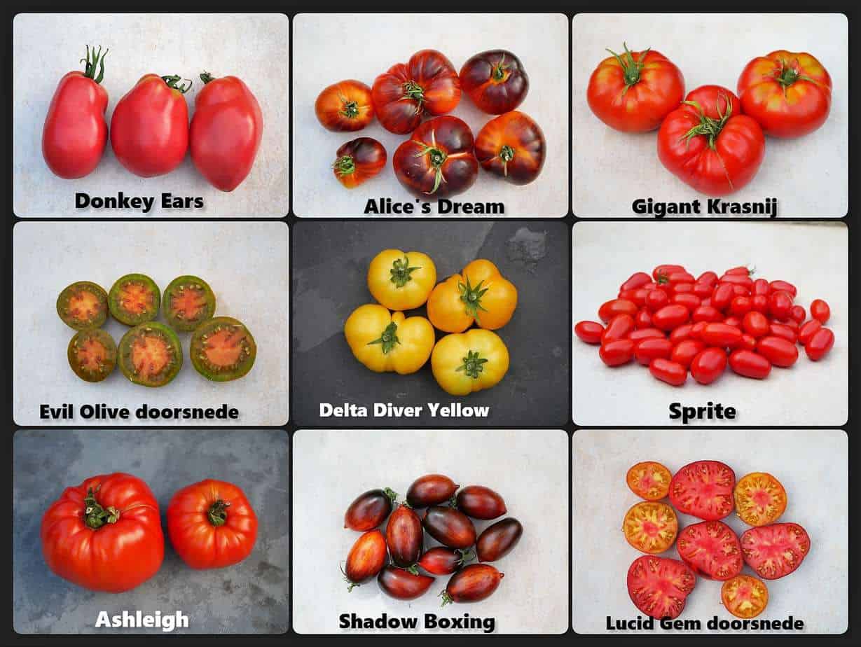 Tomaten....... en zo - Diana's mooie moestuin