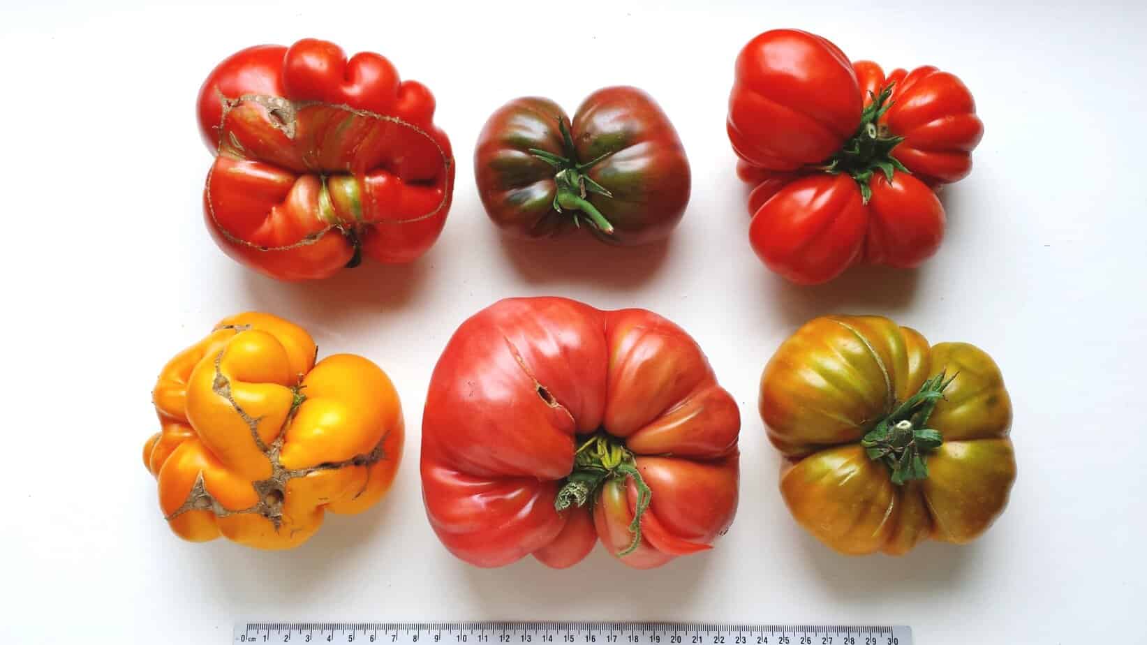 Tomaten meerling