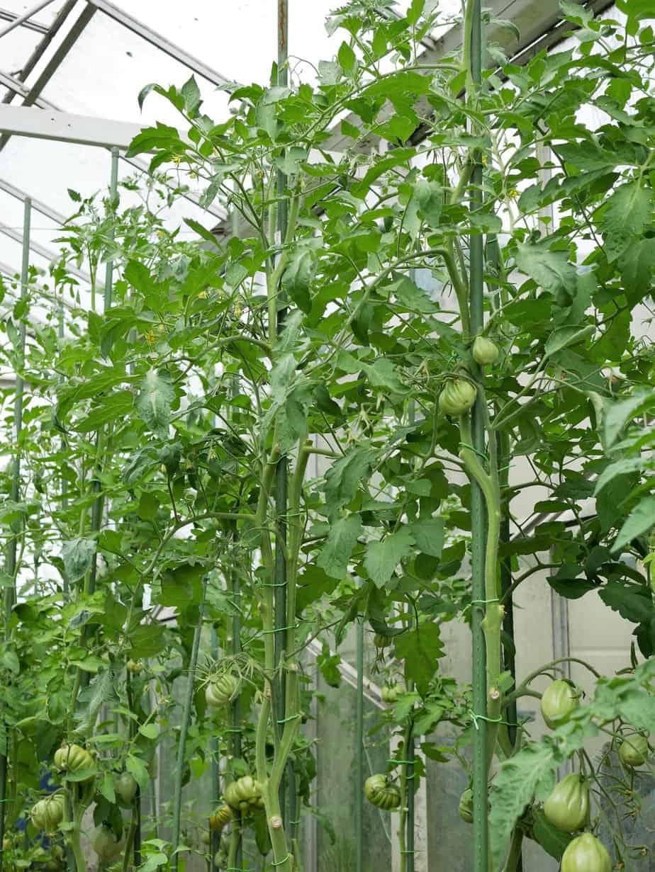 Tomaten kas blad verwijderd