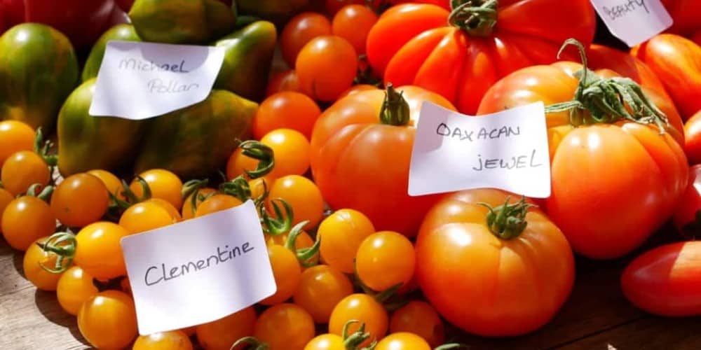 tomato clementine tomato clementine