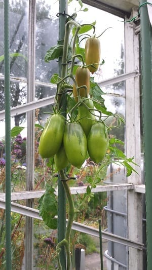 Tomatenplant strippen