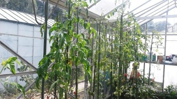 Tomatenplanten overbemesting na spoelen