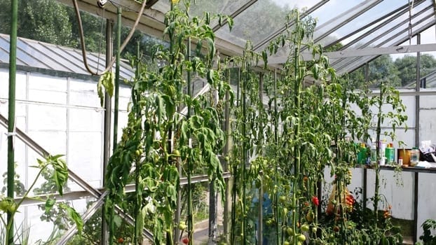 Tomatenplanten overbemesting  vraagteken