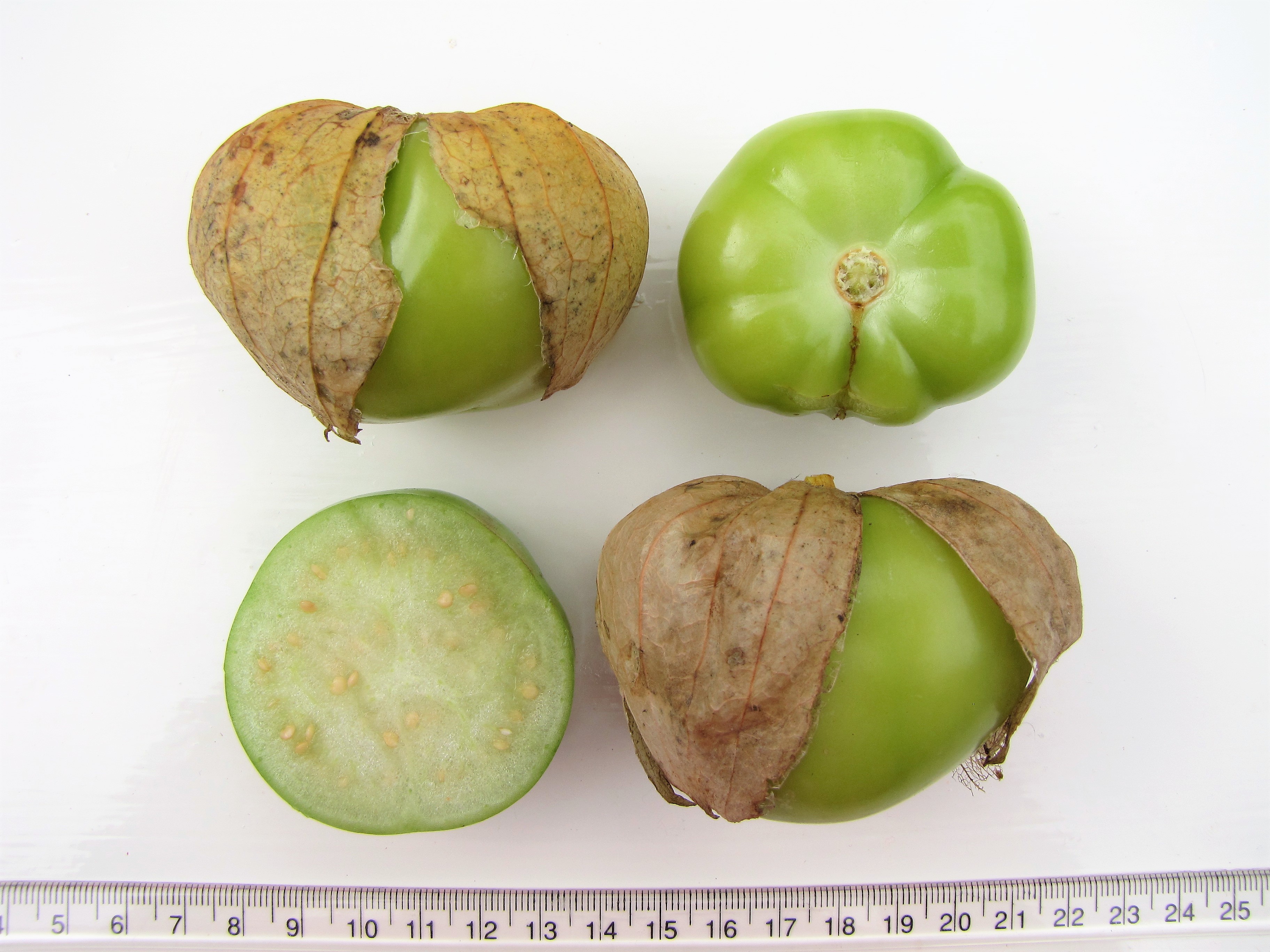 Tomatillo - Diana&amp;#39;s mooie moestuin