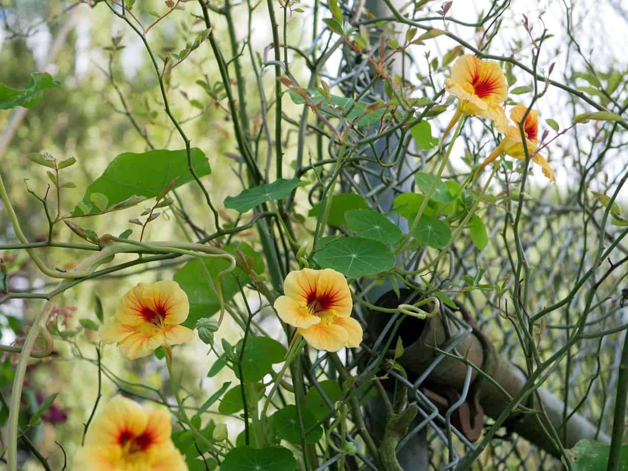 Tropaeolum herfst