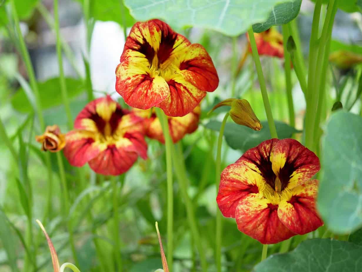 Tropaeolum Bloody Mary