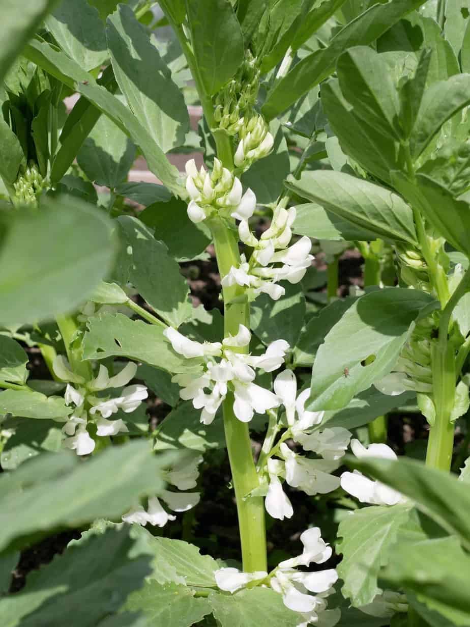 Tuinbonen bloei