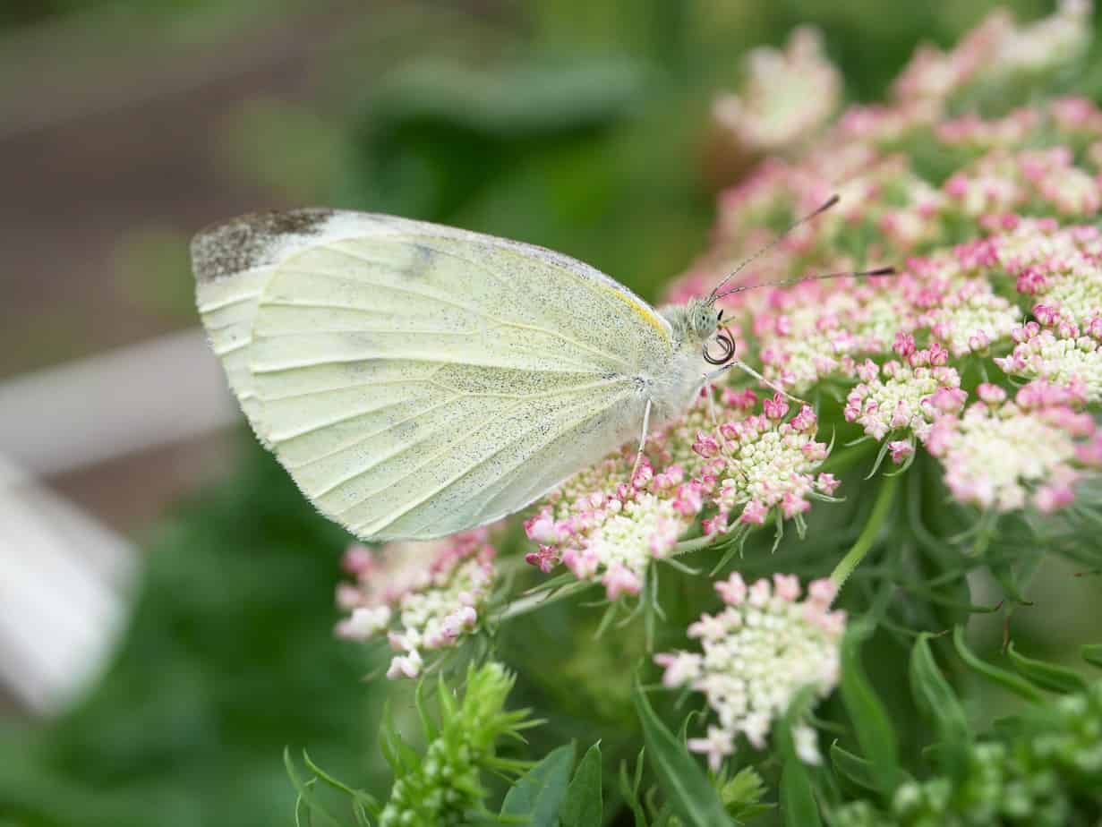 Daucus carota Dara met vlinder