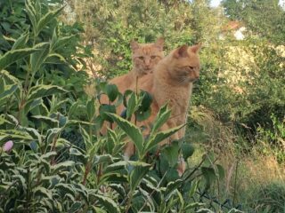 WhatsApp-Bild-2025-11-16-um-15.51.44_888b94ca-katten