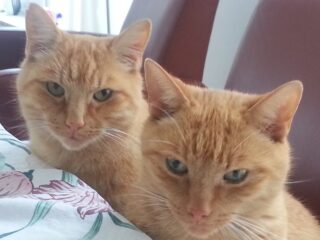 WhatsApp-Bild-2025-11-21-um-11.07.24_81702363-kat2