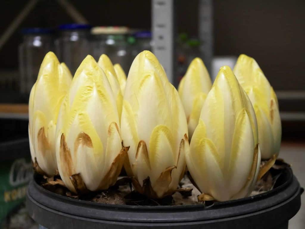 Witlof - Diana'S Mooie Moestuin