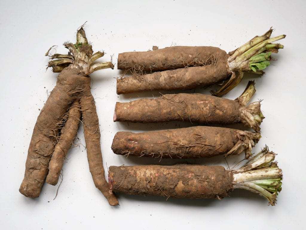 Witlof - Diana'S Mooie Moestuin